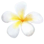 Plumeria