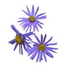 Prairie Aster