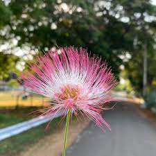 Rain Tree Flower