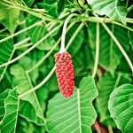 Sacred Fig Flower