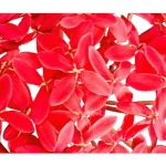 Scarlet Ixora