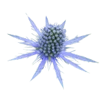 Sea Holly