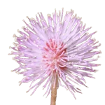 Sensitive Plant Flower