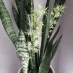 Snake Plant Flower