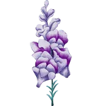 Snapdragon