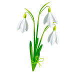 Snowdrop flower