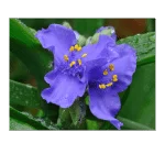 Spiderwort