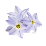 Starflower