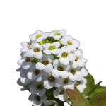 Sweet Alyssum