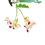 Tamarind Flower