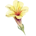 Trumpet Flower