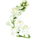 Tuberose