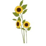 Wild Sunflower