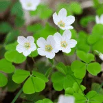 Wood Sorrel