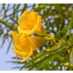 Yellow Oleander