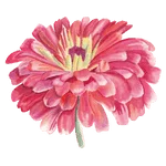 Zinnia